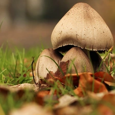 mushrooms, hats