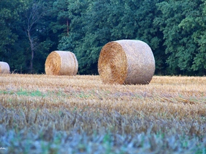 Bele, Field, forest, Hay