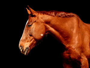 black background, Horse, head