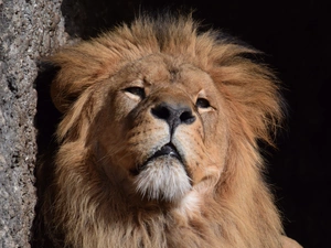 Head, thoughtful, Lion