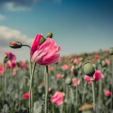 papavers, poppy-head