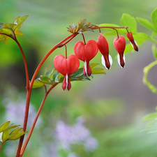 leaves, Flowers, Bleeding Heart