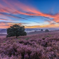 Veluwezoom National Park, heath, Province of Gelderland, Netherlands, viewes, clouds, Fog, trees, heathers