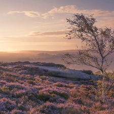 heath, autumn, trees, birch-tree, heather, Fog