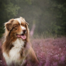 dog, Meadow, heather, Australian Shepherd