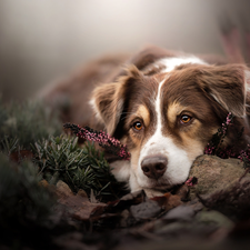 dog, muzzle, heather, Australian Shepherd