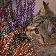 heather, gazing, cat