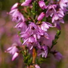 lilac, heather