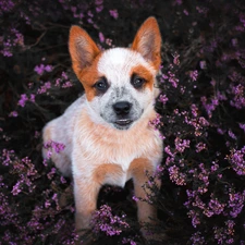 dog, heather, The look, Puppy