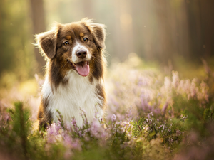 dog, muzzle, heathers, Australian Shepherd