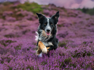 dog, heathers, heath, Border Collie