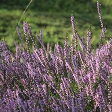 purple, heathers