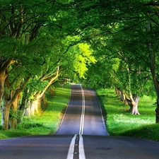 Way, summer, hedge, trees, flash, luminosity, ligh, sun, Przebijające