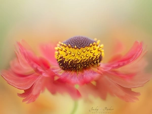 Red, Helenium, Close, Colourfull Flowers