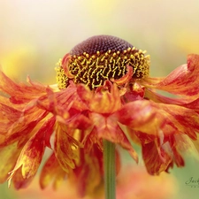 Close, Colourfull Flowers, Helenium