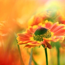 Helenium, Red, Flowers