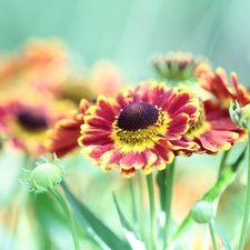 Red, Helenium Hybridum, Colourfull Flowers