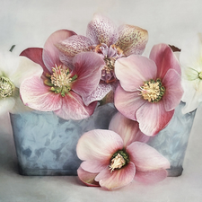 Flowers, Blue, pot, Helleborus