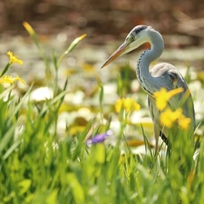 scrub, Bird, Gery Heron