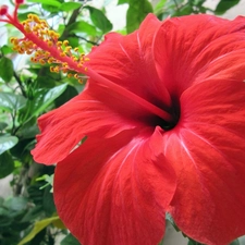 Big, Colourfull Flowers, hibiscus, Red