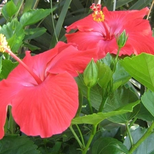 Flowers, hibiscus