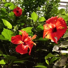 beatyfull, Flowers, hibiskus, Red