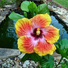 Colourfull Flowers, Red, hibiskus, yellow