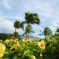 hibiskus, Palms, Flowers