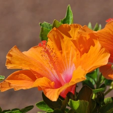 Orange, hibiskus