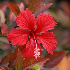 Red, hibiskus