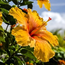 Yellow, hibiskus