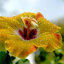 Yellow, hibiskus