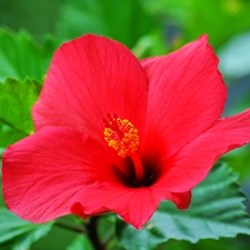 hibiskus