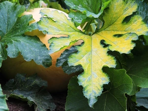 pumpkin, ##, Leaf, hidden