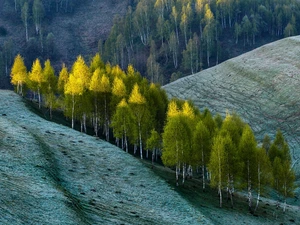 birch, Hill, trees, viewes, Spring