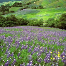 Meadow, lupine, hills, Violet