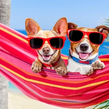 holiday, Two cars, Jack Russell Terier, Dogs, Funny, Hammock, Glasses