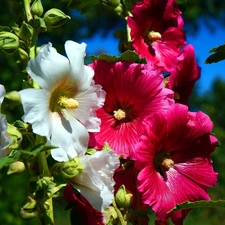 flourishing, Hollyhocks