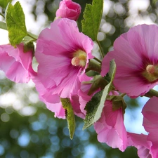 Pink, Hollyhocks