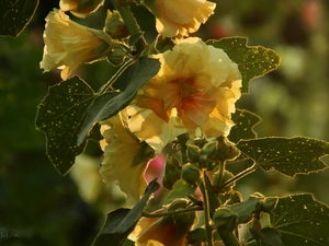 Yellow, Hollyhocks