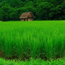 Home, crops, leaved, wooden, forest