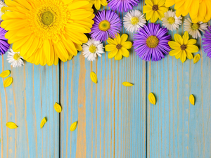 Astra, boarding, Yellow Honda, Gerbera, daisies