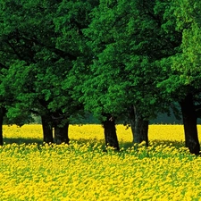 trees, Spring, Yellow Honda, Meadow, viewes, green ones