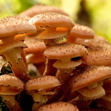 Honey fungus