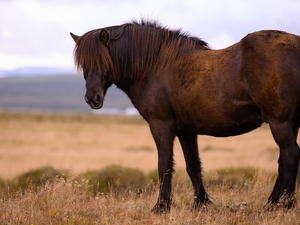 Brown, Yellowed, grass, Horse