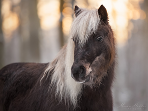 Brown, Bright, mane, Horse