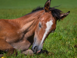 half-closed, Eyes, Horse, Colt, lying