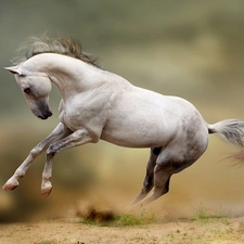 White, Horse
