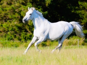 White, grass, Meadow, Horse