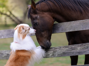dog, Horse, white and red